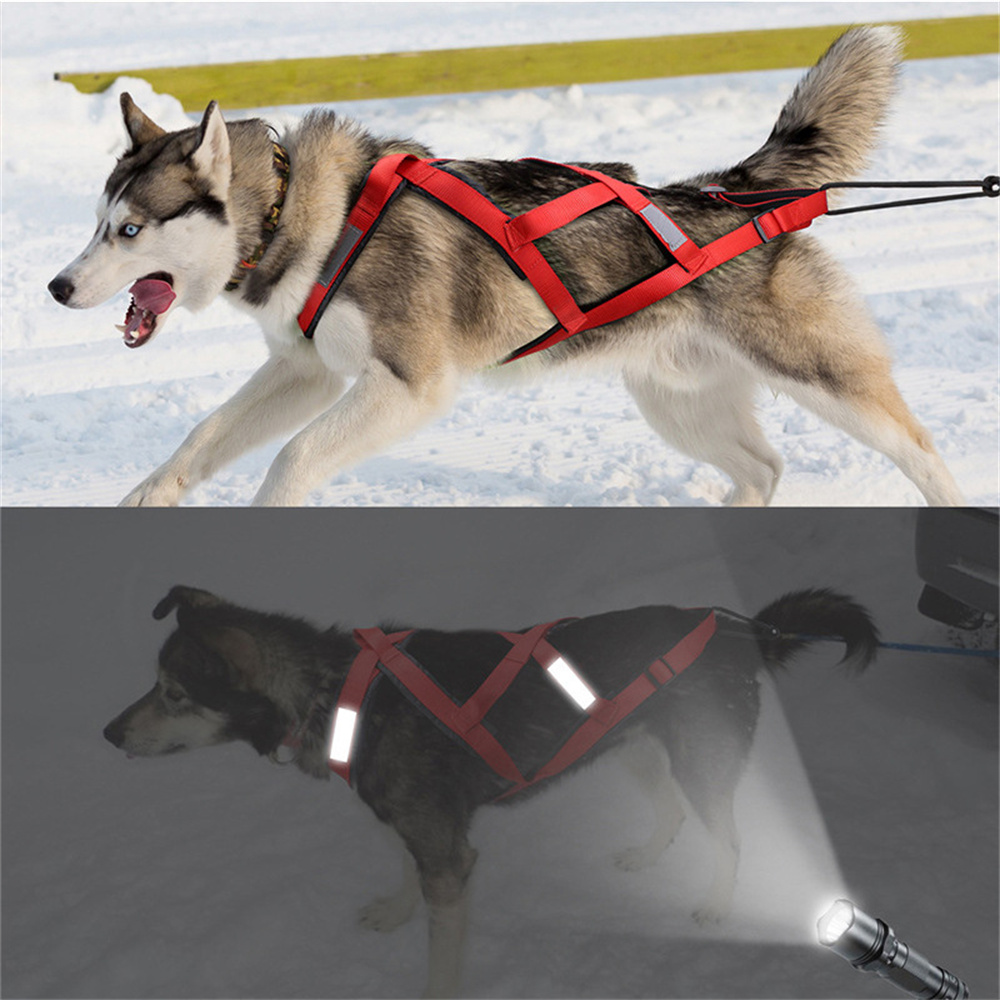 สายรัดสุนัขคุณภาพสูงสำหรับสุนั - Running Gear Dog บทวิจารณ์และราคา