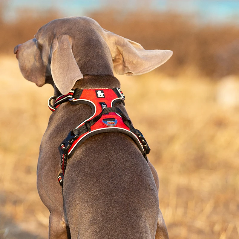 Truelove สัตว์เลี้ยงสะท้อนแสงส - Running Gear Dog บทวิจารณ์และราคา